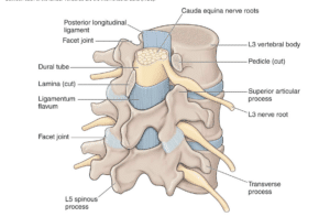 Lumbar spine anatomy with nerves