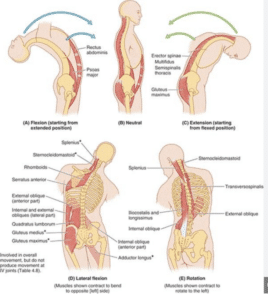 image showing lumbar spine movement